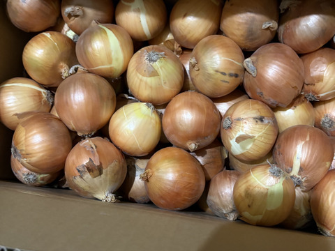 （残留農薬不検出）　納豆菌栽培　淡路島産玉ねぎ10ｋｇ　小ぶり品