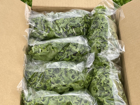 ふわっとパリ！グリーンリーフレタス　200gｘ6株