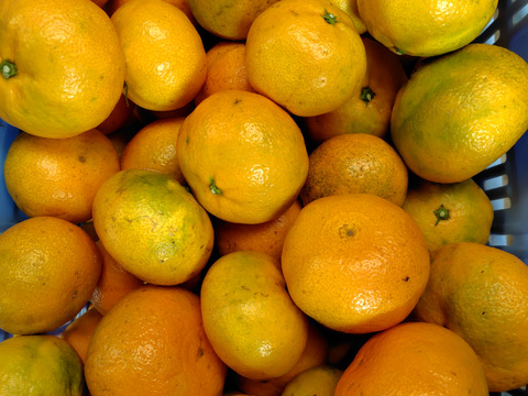 甘みと酸味のバランスが良い！
家庭用　温州ミカン宮川早生　4㌔