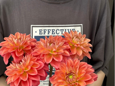 ダリア【品種: オレンジストーン】　(5本) 40~50cm