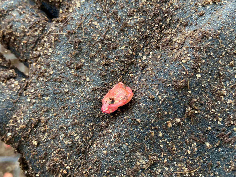 ★限定100本★  4代続く農家が栽培　生でもおいしい「山城のとうもろこし」　4～6本