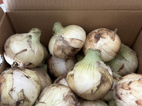 淡路島　 新玉ねぎ！5ｋｇ　みずみずしく、柔らか〜い！　　【ひょうご安心ブランド認証】特別栽培　サラダ