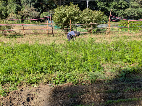 【自然栽培・皮ごと食べて】黒田五寸ニンジン　1.8Kg