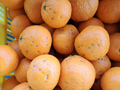 南津海家庭用2kg