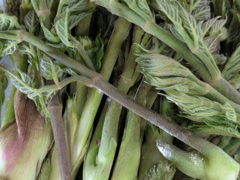 タラの芽　たらのめ　天然　山菜　約300-400ｇ程度　サイズバラバラ