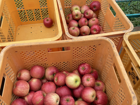 収穫祭 【農薬節減 】りんご  サンつがる　和梨　【あきづき　豊水】約3キロ詰め合わせ