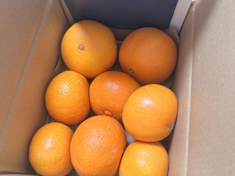 【ゼリーのようなプルプル食感】まどんな 2kg【家庭用】【冬ギフト】