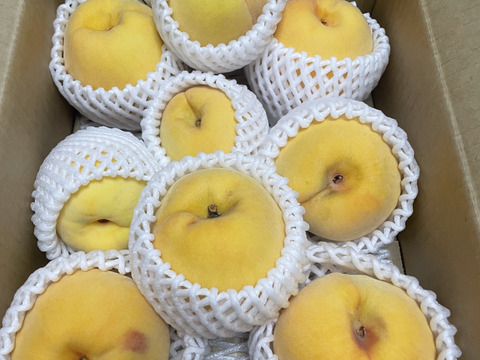 季節の黄桃約2キロ5-10個入　訳あり家庭用  農薬半減栽培