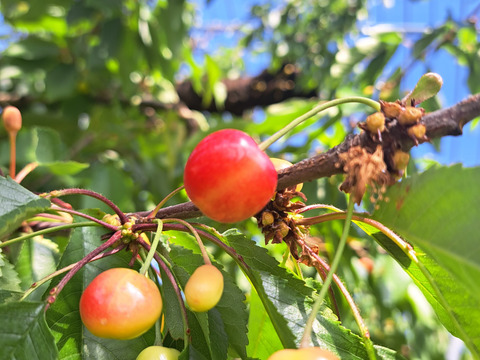 クール便🆒のみ《今年はゲリラ販売》ご家庭用佐藤錦バラ詰め1キロ