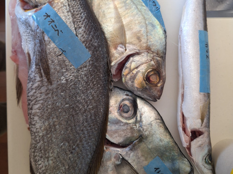 下処理⇒即日発送！ロコフィッシュ鮮魚ボックス2~3kg【エコ包装】