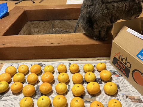 【朝市限定】S～Mサイズ3kg とみ子ばぁばの有田みかん　糖度13度以上＜有田産>