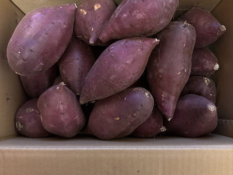 【新芋】シルクスイート　丸Lサイズ　10kg さつまいも