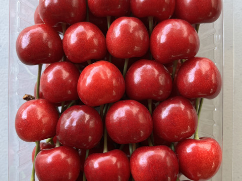 近日中発送！【クール便】紅てまり1kg (500g2箱) LM混み さくらんぼ