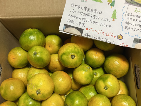 有田みかん【完熟ゆら早生】3.3kg（箱込）