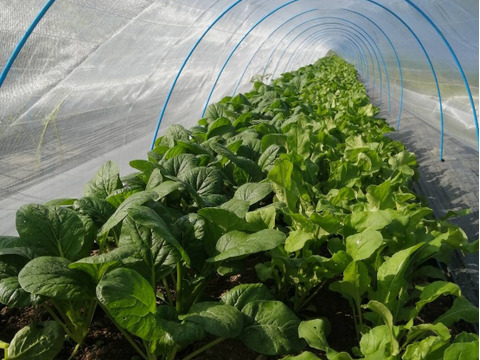 出荷日の朝に収穫新鮮！ミニ小松菜　500g 大分県竹田市産　農薬化学肥料不使用