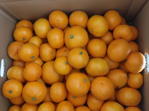 有田みかん 10kg