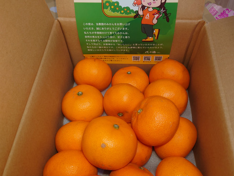 【 発送開始】代々橙せとか　家庭用３kg♪