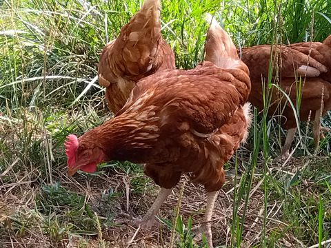 自然卵養鶏　山口県防府市の新鮮で美味しいたまご　20個