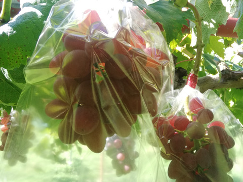 さっぱりとしたブドウ　サニールージュ　5房　約1.5〜kg