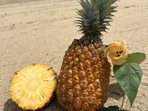 【贈答用】【人生を変えた極上パイナップル！！】完熟ゴールドバレル🍍(1.8〜2kg)1玉