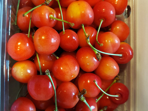 【訳あり】ご家庭用‼︎数量限定‼︎コスパ抜群‼︎500g‼︎お買い得‼︎東根産佐藤錦