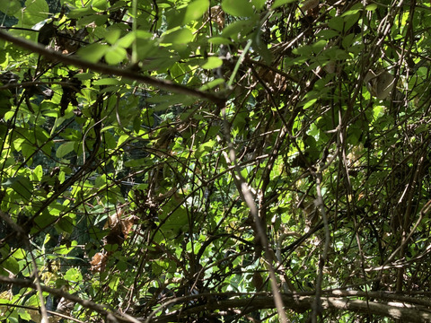 あけび　３キロ　天然　京都産