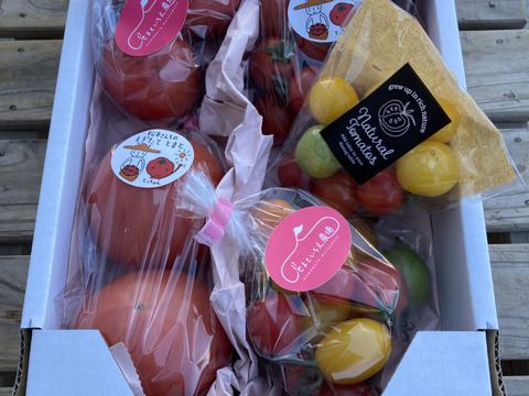トマト、ミニトマト、カラフルトマトの「バラエティプチセット」5袋11種の1キロ【トマト食べ比べ】