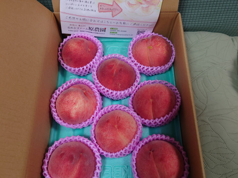 【夏かんろ】甘みが強いジューシーな桃✨7月お届け　朝採りしてその日に発送致します
