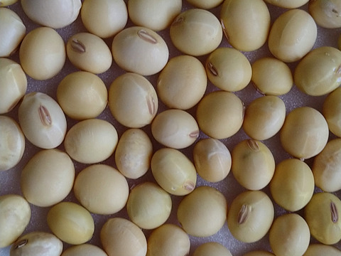 希少な完全自然栽培大豆１キロ　化学肥料も動物由来肥料不使用、農薬除草剤不使用でも、美味しい大豆を育てたいと研究中です。厳しい暑さの中でも、収穫量はわずかですが、土の中の微生物の力を借りて育ちました。