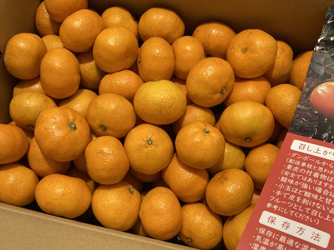 【家庭用】愛媛みかん 11kg(小玉サイズ) ひとくちで恋する♡濃い味みかん♪【冬ギフト】