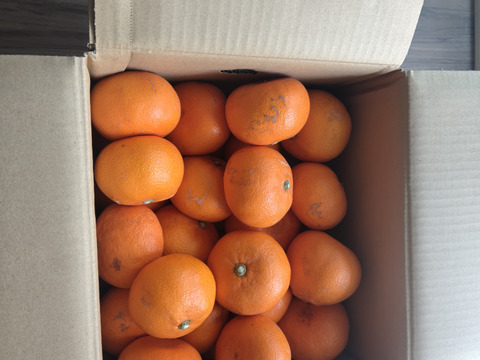 【発送開始】やまの実農園の訳ありせとか10ｋｇ(ご家庭用)