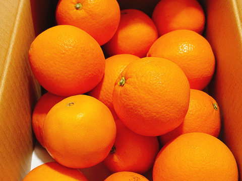 ネーブルオレンジ 3kg 広島 瀬戸田産 家庭用 国産ネーブル