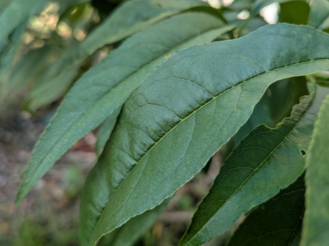 桃の葉（生葉）🌿300枚以上☆桃の葉風呂、手作り桃の葉ローション等に♪☆農薬、除草剤、化学肥料等不使用の桃の木の生葉☆自然栽培🌿ゆうパック🏣