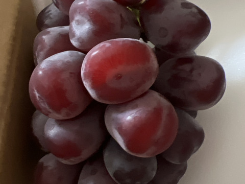 【最新品種・限定生産】　高級ぶどう　富士の輝　父はシャインマスカットです！