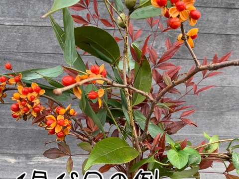 奥出雲産自然草ブーケ