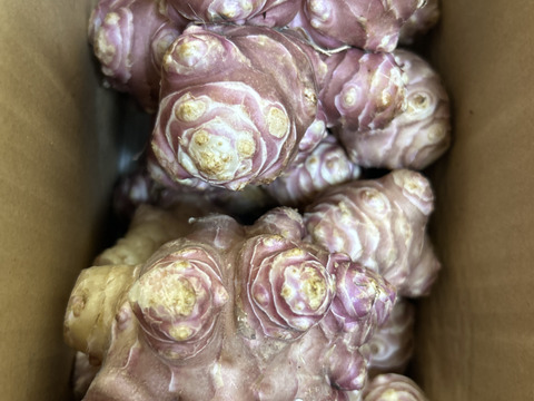 【大きい！仮洗浄済み！】イヌリンたっぷり♪香川県産紅キクイモ　4kg(きくいも、菊芋)