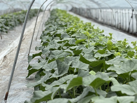 【完熟収穫】追熟の必要がないペルルメロン2玉