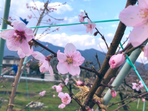 桃　なつっこ　良品　約2kg 長野県産