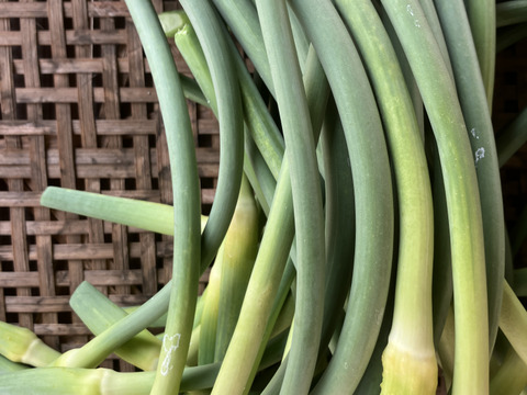 自然栽培のにんにくの芽　5ｋｇ