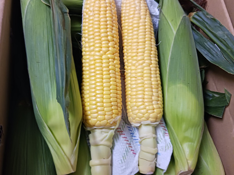 「一度お試しあれ！」　12本　あま～～い！！　【トウモロコシ】　✩ほしつぶコーン✩　　艶やかイエロー　【朝どれ】【夏ギフト】