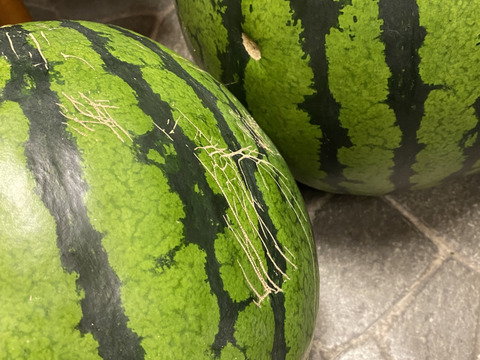 羅皇ザ・スウィート　1玉　7Lサイズ　12kg〜13kg 【圃場栽培期間中農薬・化学肥料不使用】