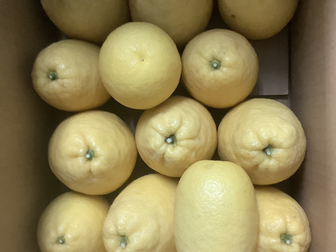 数量限定販売❗️【ハウス】薩摩瓢柑（200ｇ〜260ｇ）4ｋｇ　　16個前後