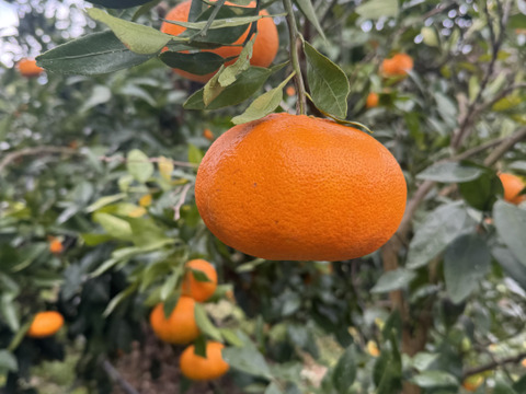 愛媛県今治関前岡村産甘平みかん2キロ（箱込）農薬不使用　化学肥料不使用