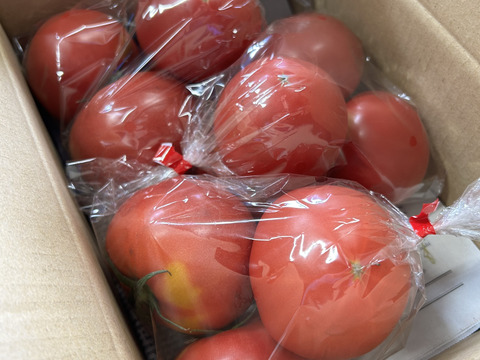 すずなり採れたてトマト‼︎