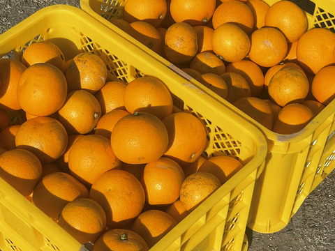 食べチョク限定　【グレープフルーツ・はっさく・甘夏など】混合セット。すべて農薬は未使用　箱込みで4・8キロ以上