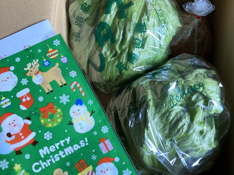 シャッキシャキ‼️みずみずさが段違い✨淡路島のレタス2個🥬