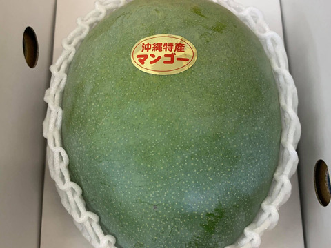 【限定数販売】沖縄・宜野座育ちのキーツマンゴー【1玉、約800g以上】