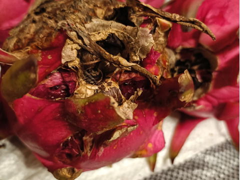 加工用ドラゴンフルーツ 4.0kg