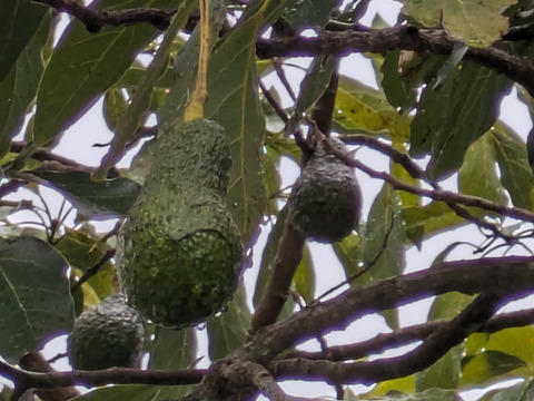 愛情たっぷり特選「愛媛アボカド」約１kg