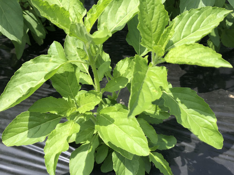 味・香り最高ガパオライス！　ホーリーバジル（ガパオ）　（500ｇ）